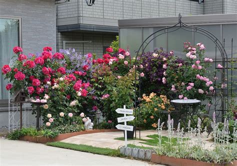 薔薇 風水|庭に薔薇を植えると風水はどうなるのか